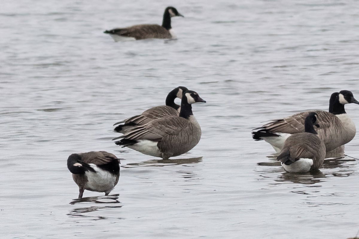 Canada Goose - ML503887081