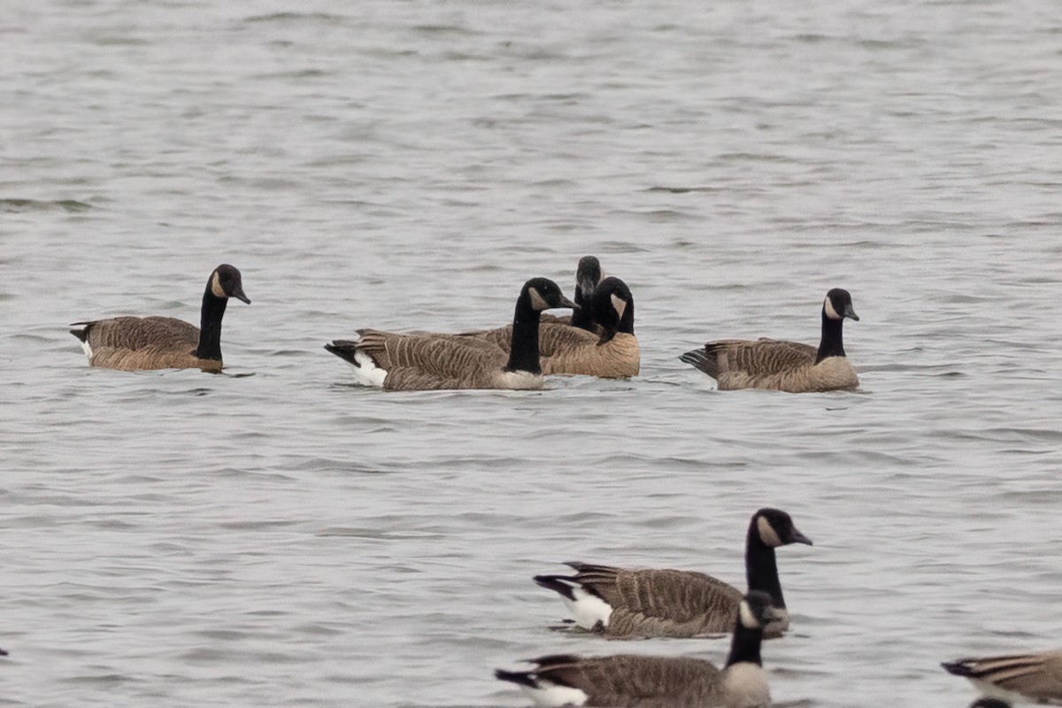 Canada Goose - ML503887721