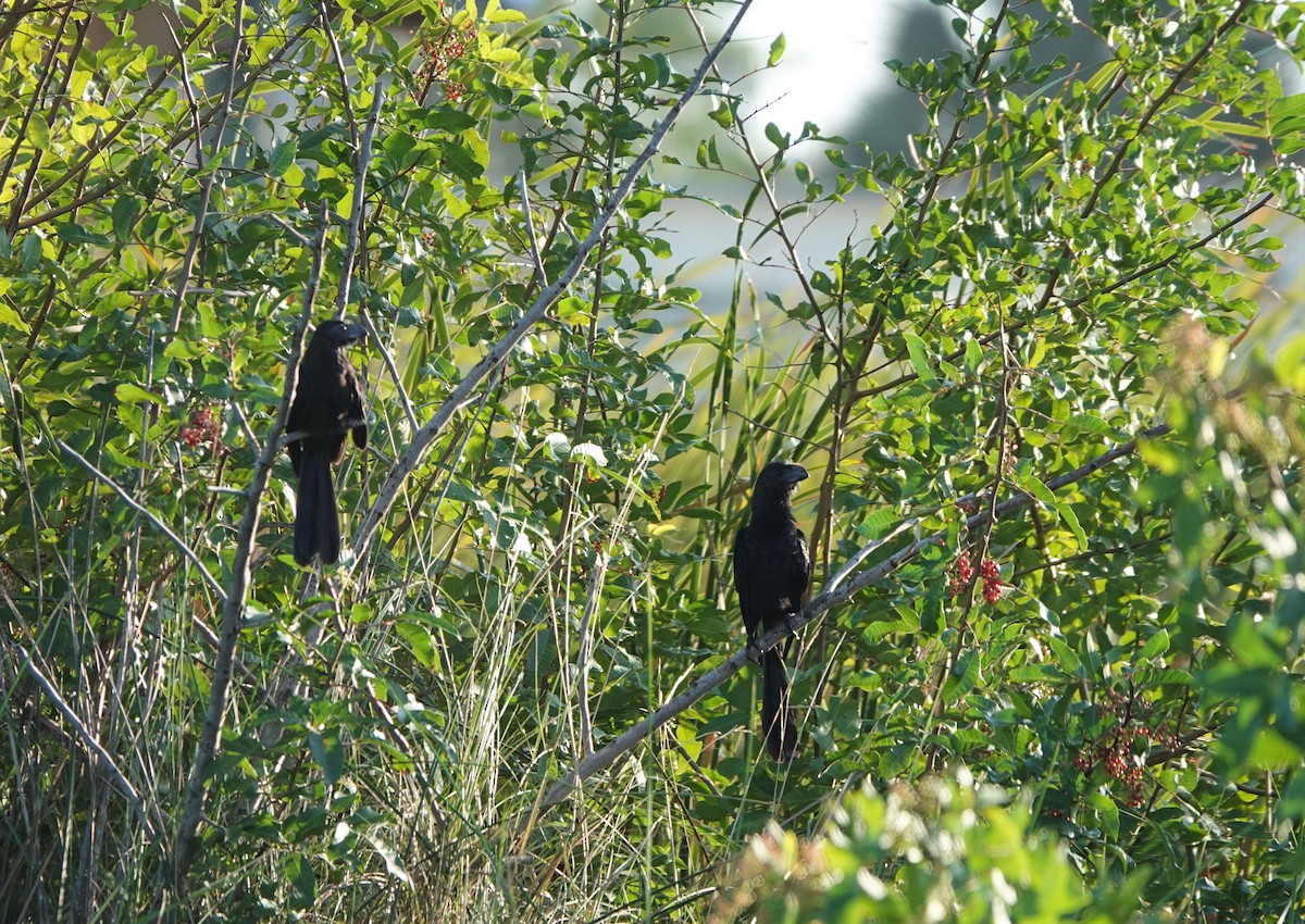 Smooth-billed Ani - ML503888151