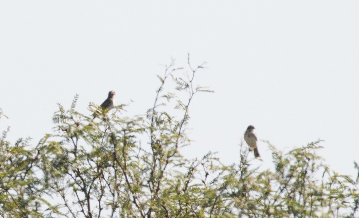 Lark Sparrow - ML503888261