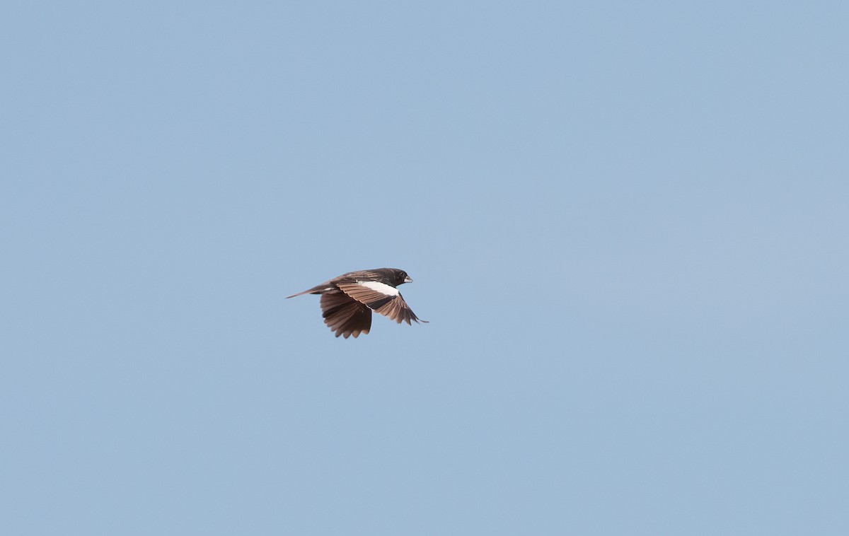 Lark Bunting - ML503888341