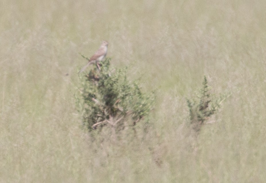 Cassin's Sparrow - ML503888451