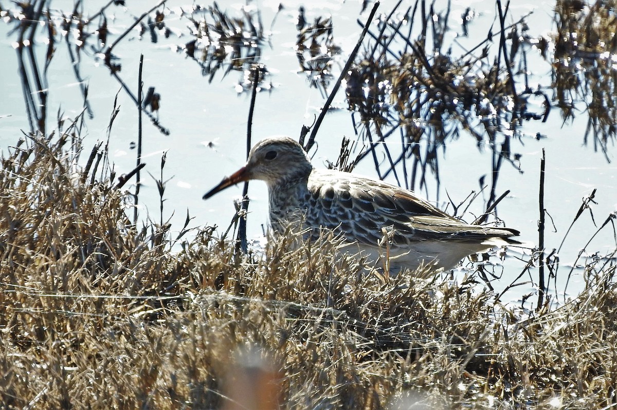 Bécasseau à poitrine cendrée - ML503889211