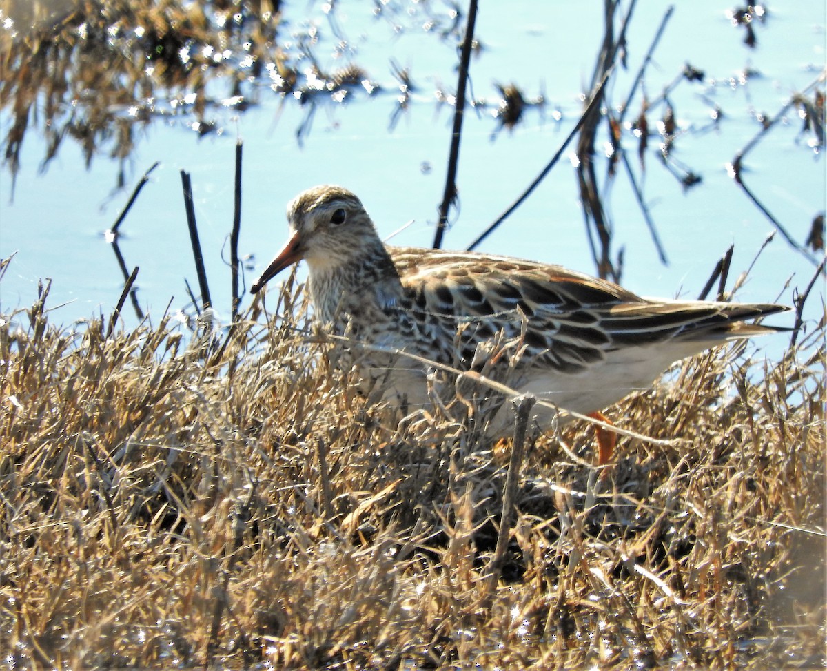 Bécasseau à poitrine cendrée - ML503889221