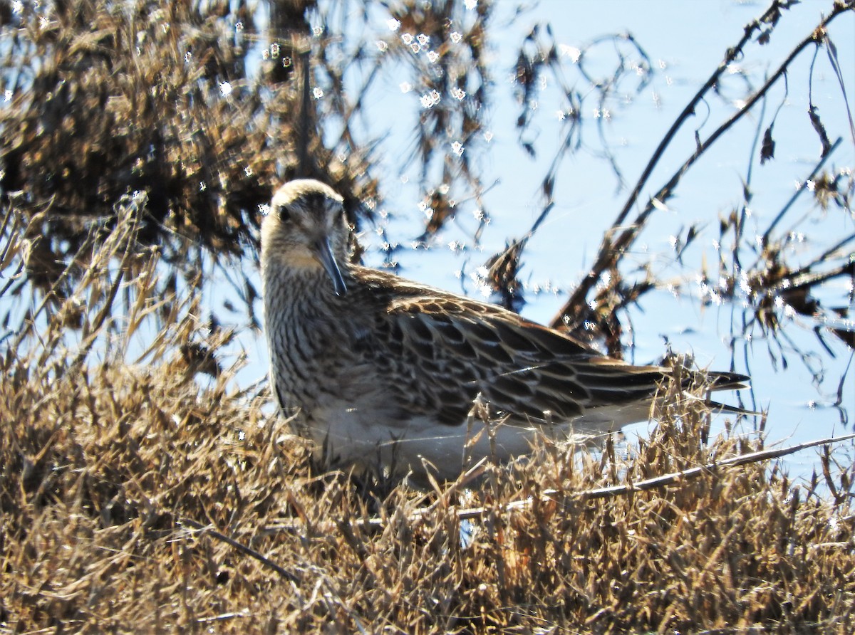 Bécasseau à poitrine cendrée - ML503889231