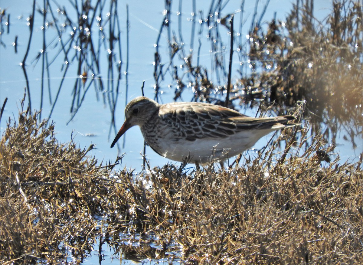 Bécasseau à poitrine cendrée - ML503889251