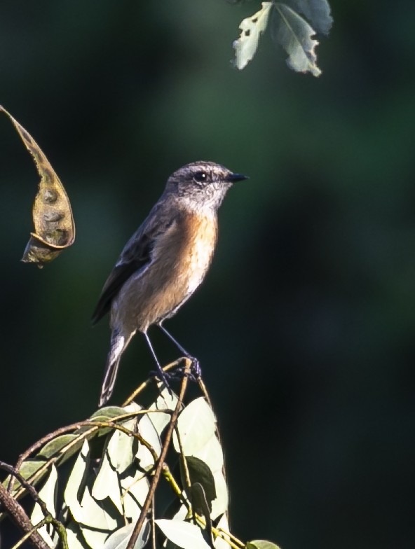 Siberian Stonechat - ML503890031