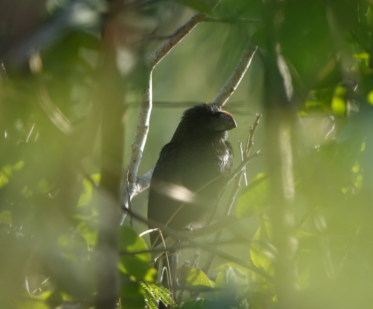 Smooth-billed Ani - ML503890341
