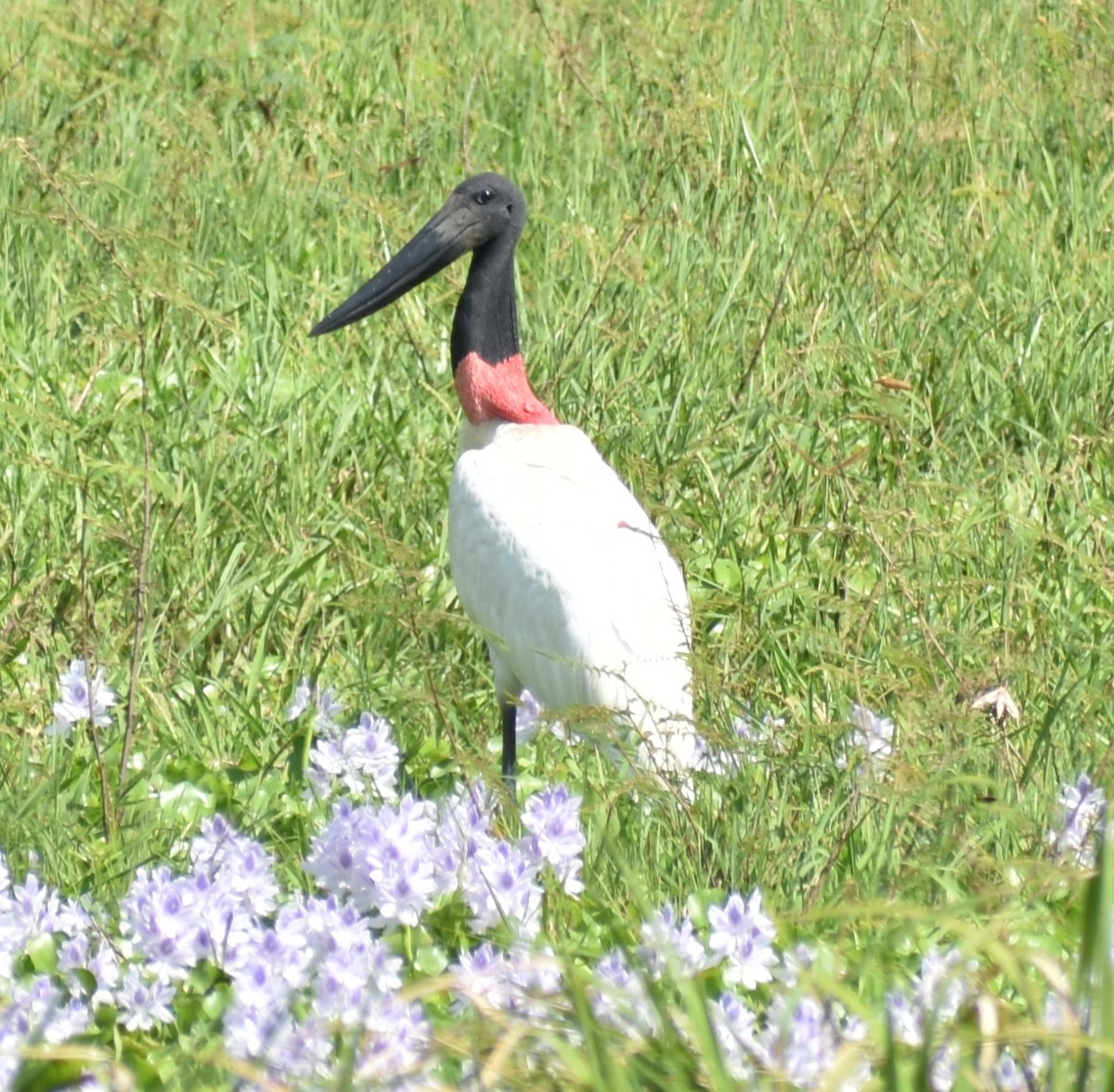 Jabiru d'Amérique - ML503891151