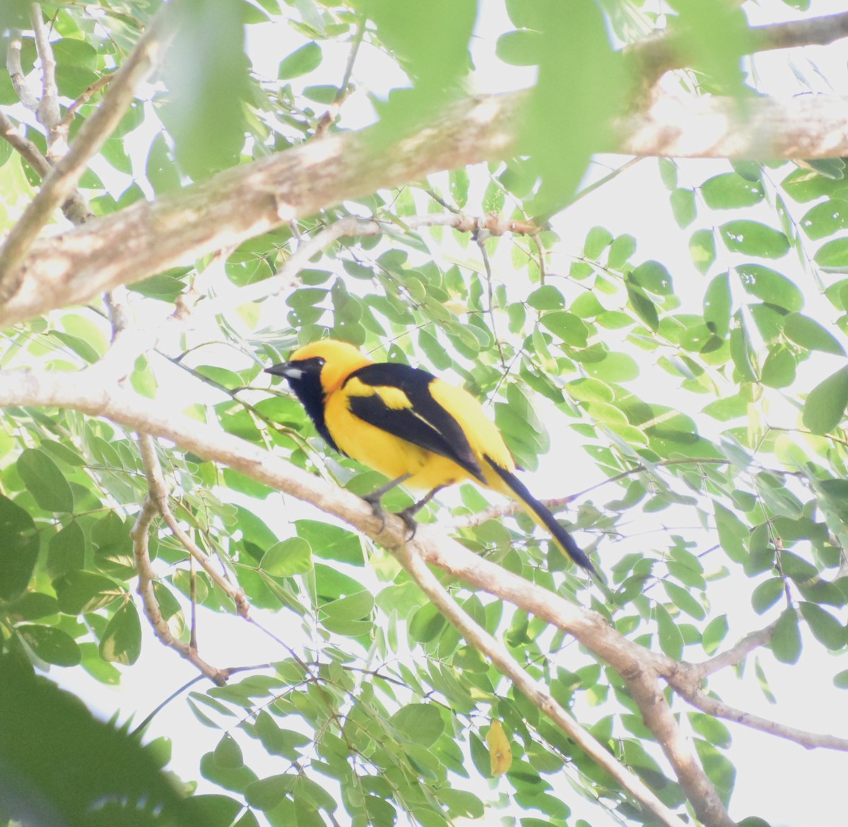 Oriole à queue jaune - ML503891291