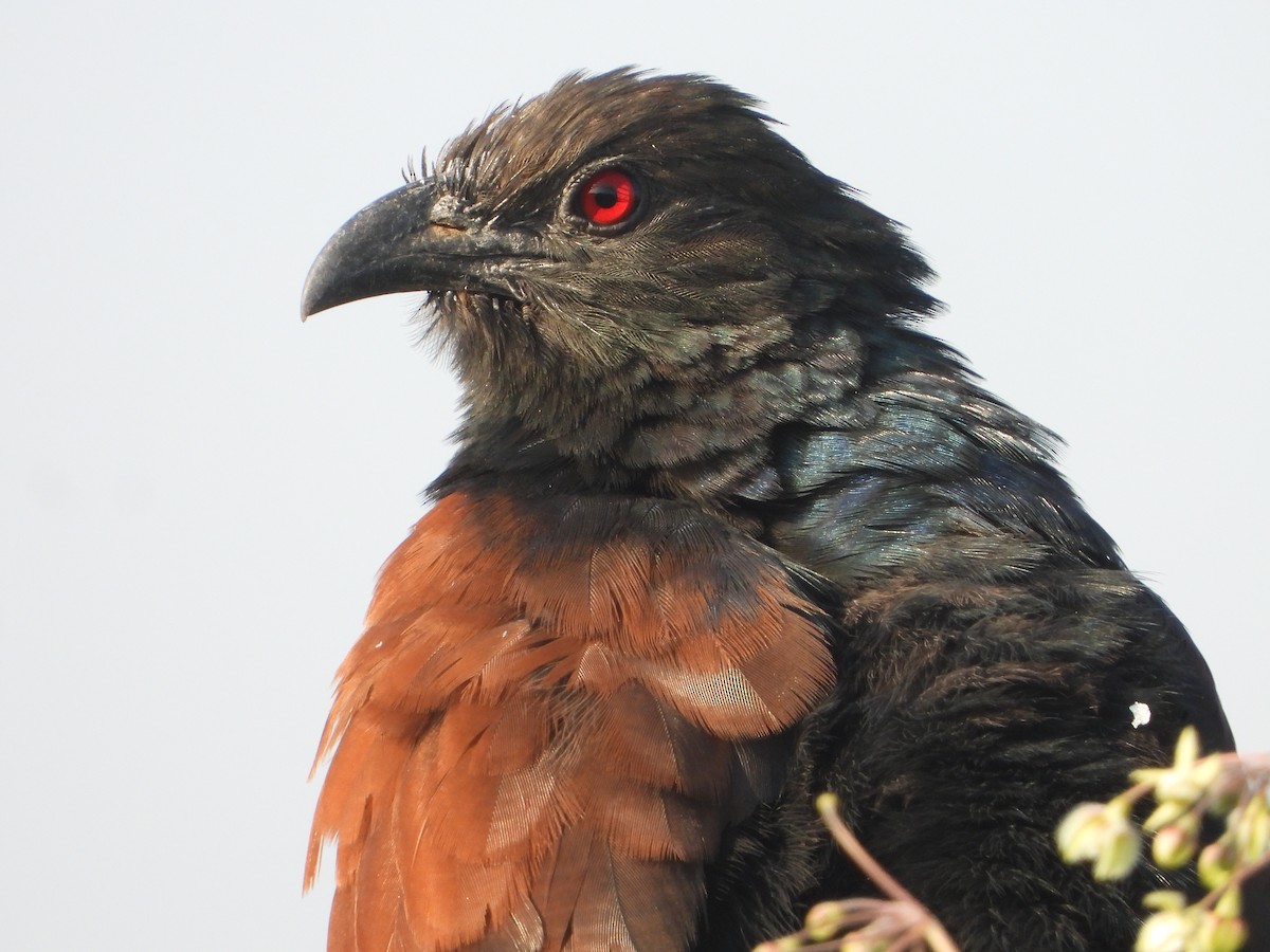 Greater Coucal - ML503891451