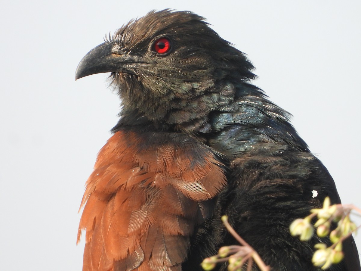 Greater Coucal - ML503891461