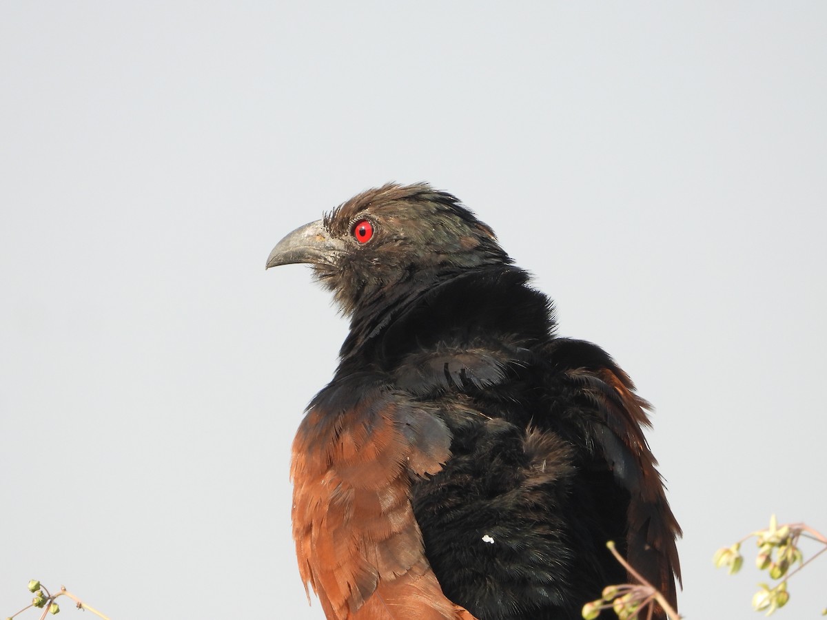 Greater Coucal - ML503891471