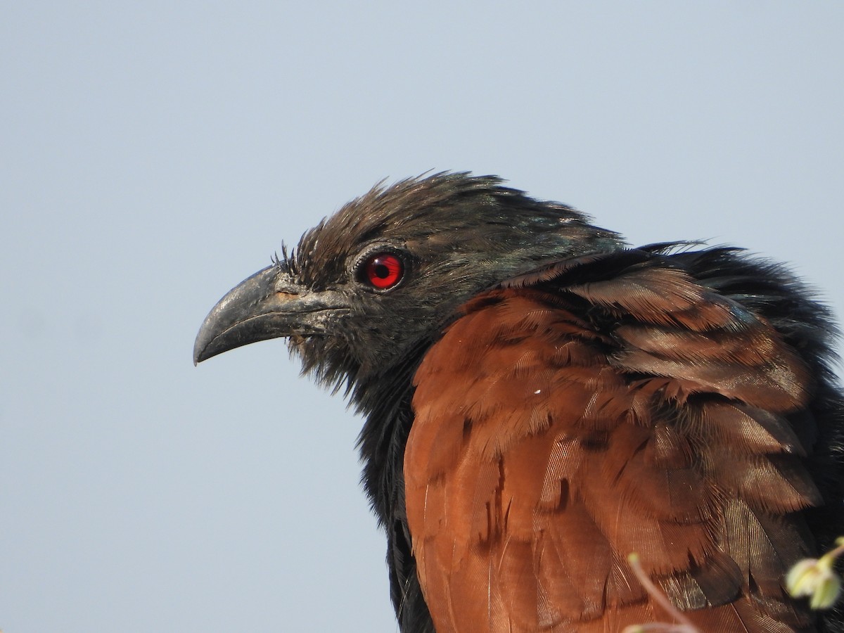 Greater Coucal - ML503891481