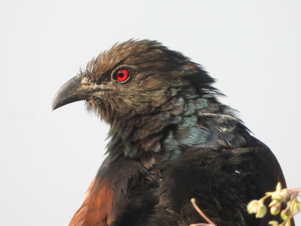 Greater Coucal - ML503891501