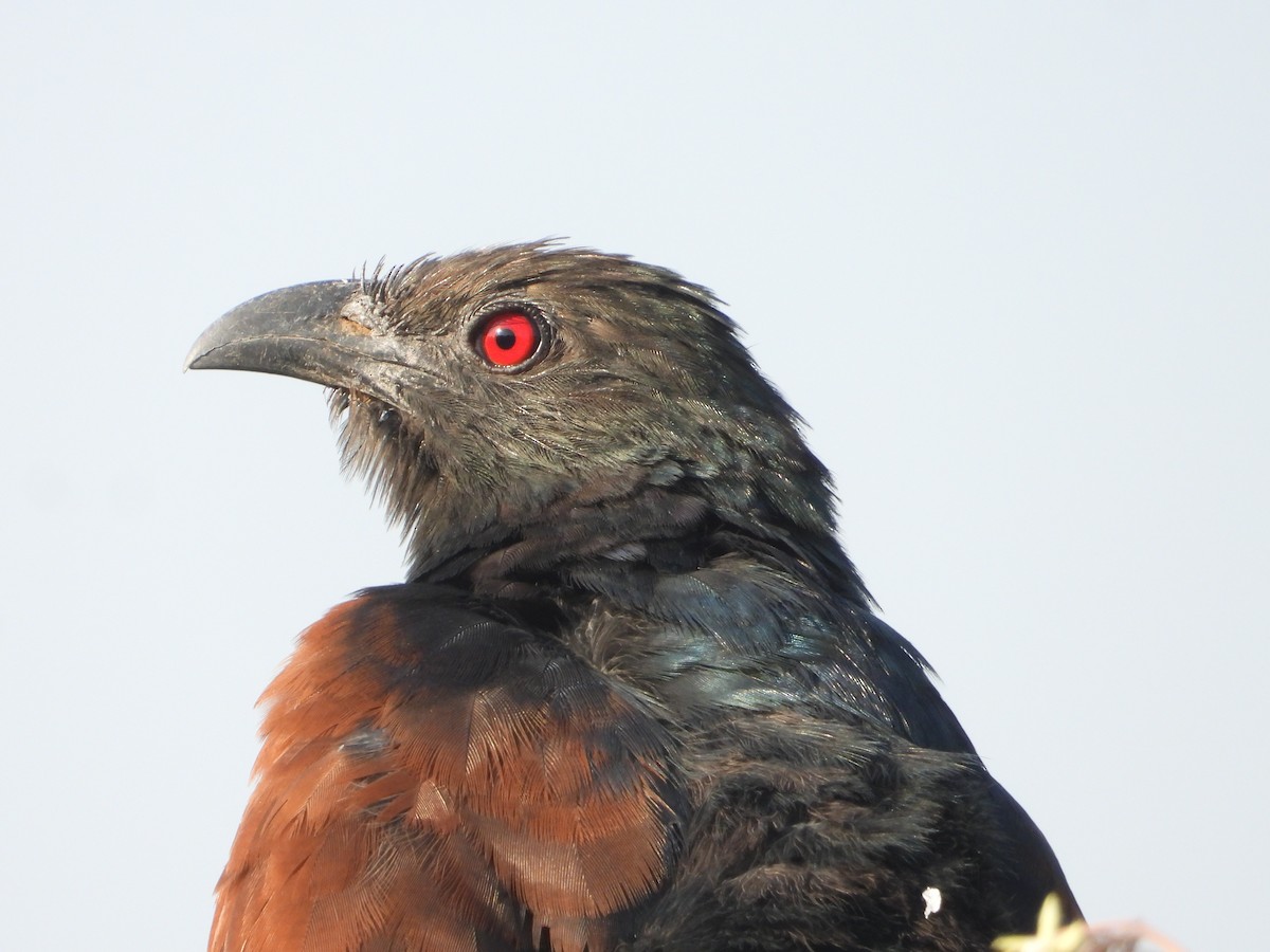 Greater Coucal - ML503891511