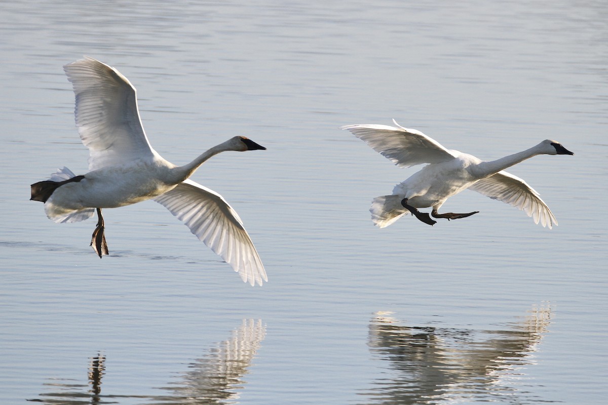 Trumpeter Swan - ML503891851