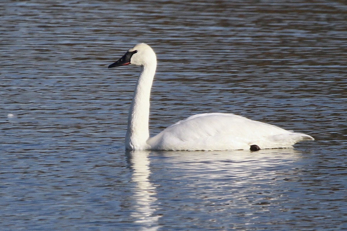 Trumpeter Swan - Daniel Graca