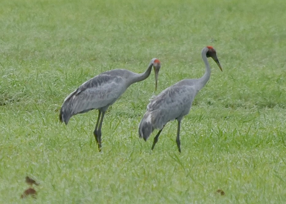 Brolga Turnası - ML503893321