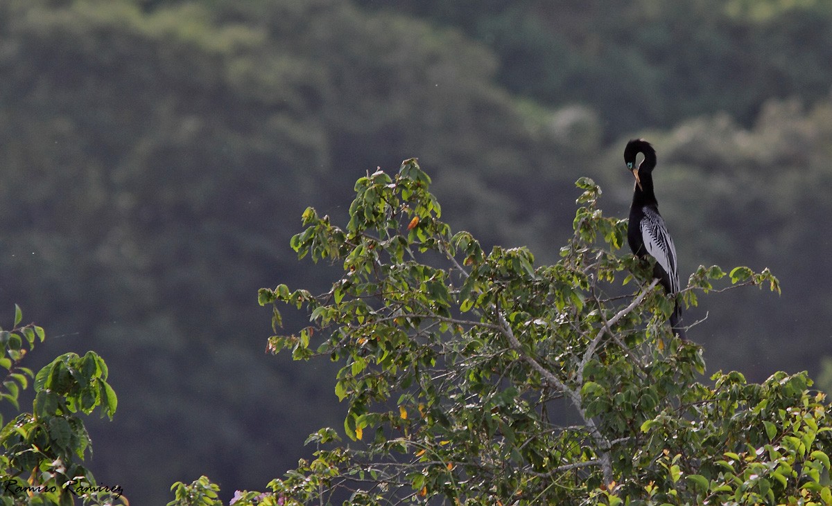 Amerika-Schlangenhalsvogel - ML50389411