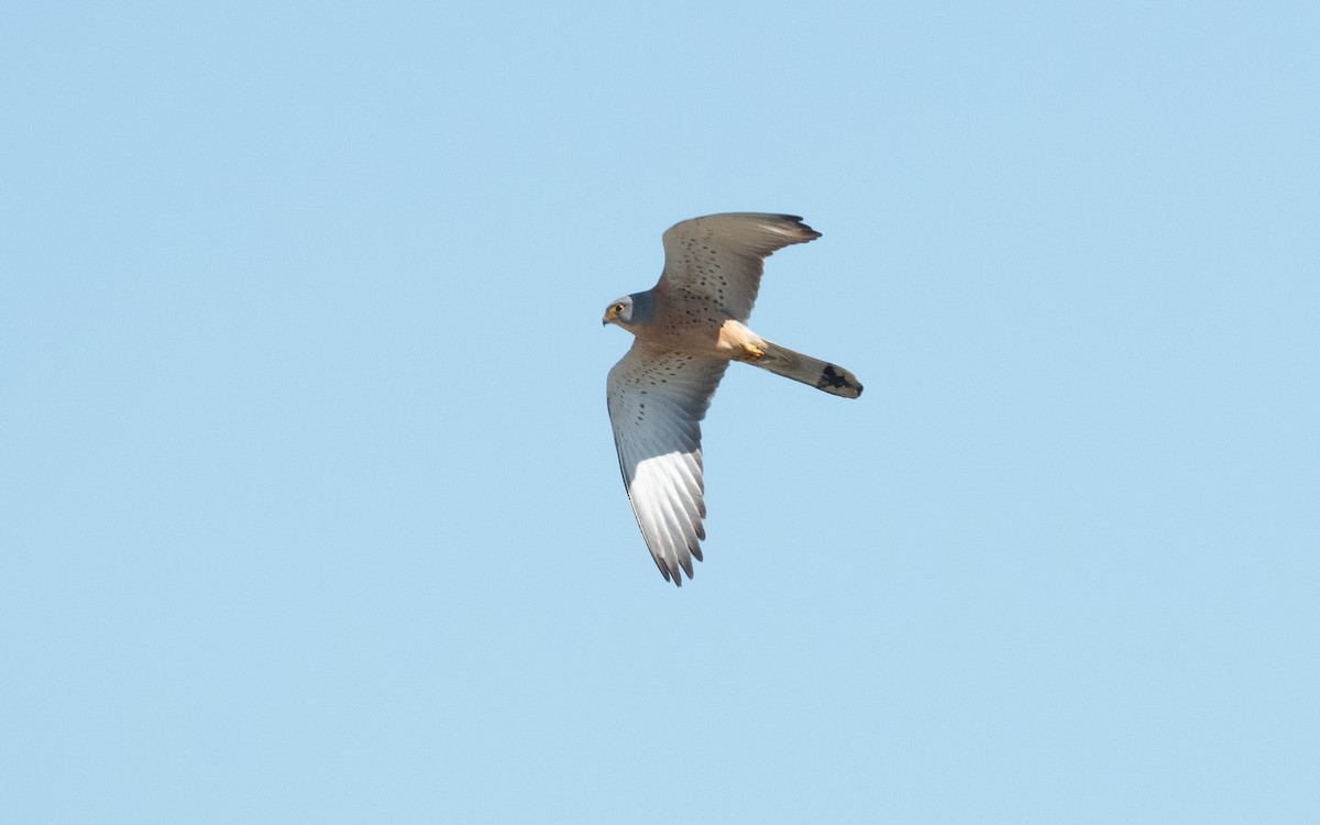 Lesser Kestrel - ML503895051