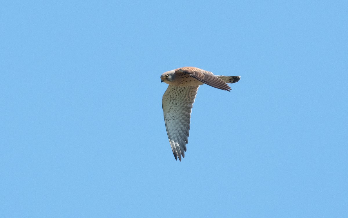 Lesser Kestrel - ML503895061