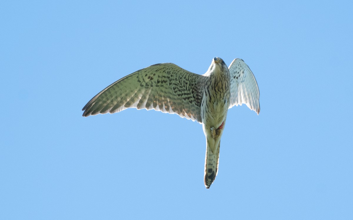 Lesser Kestrel - ML503895071