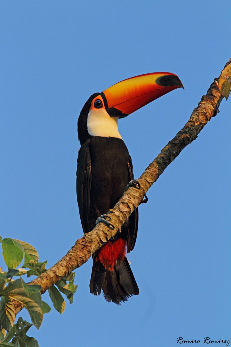 Toucan toco - ML50389511