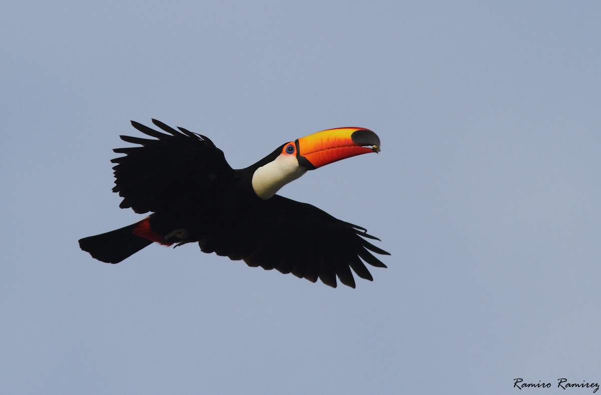 Toucan toco - ML50389531