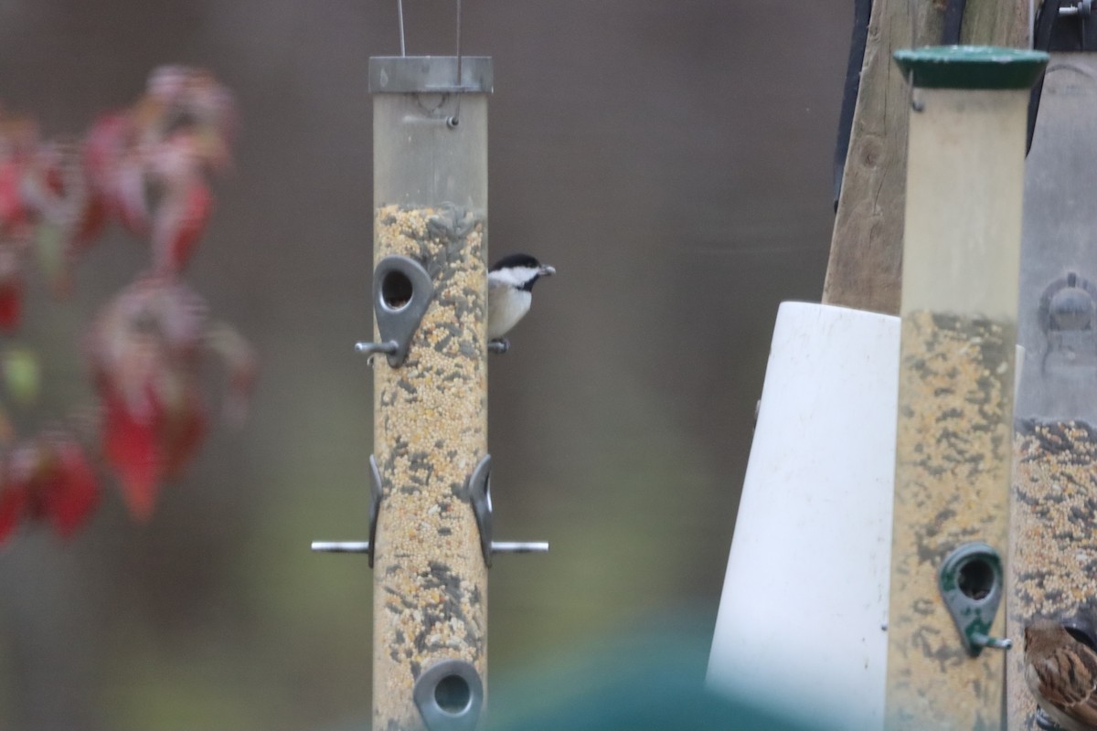 Black-capped Chickadee - zy ling