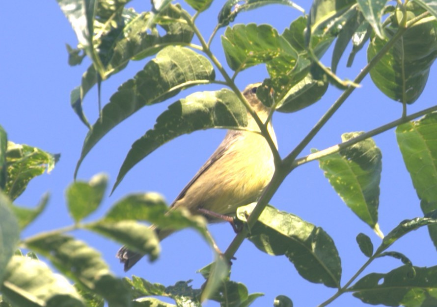 Thick-billed Warbler - ML503896111