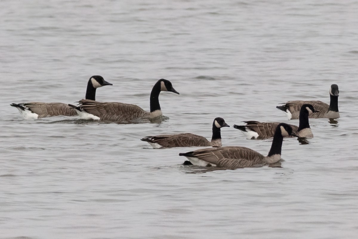 Канадская казарка [группа canadensis] - ML503896181