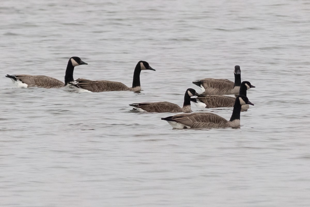 Canada Goose (canadensis Group) - ML503896201