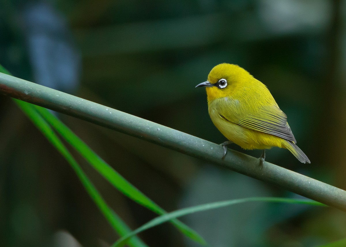 Indian White-eye - Ayuwat Jearwattanakanok