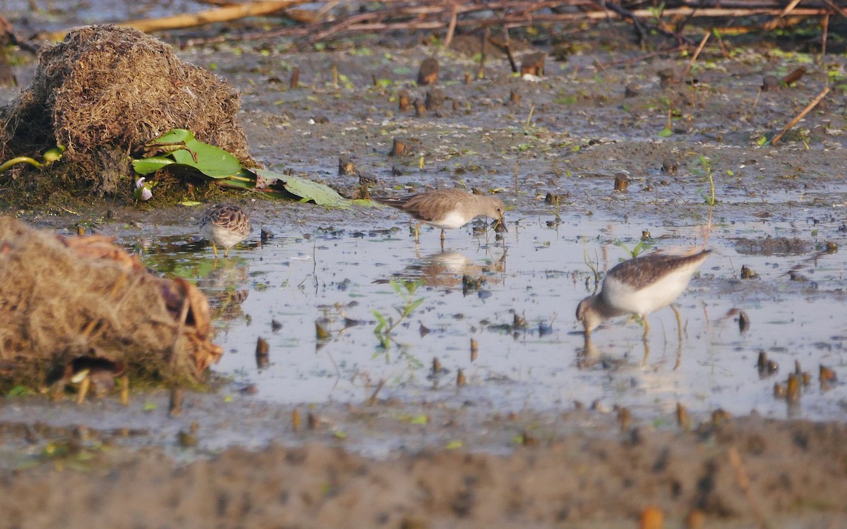 Temminck's Stint - ML503897621