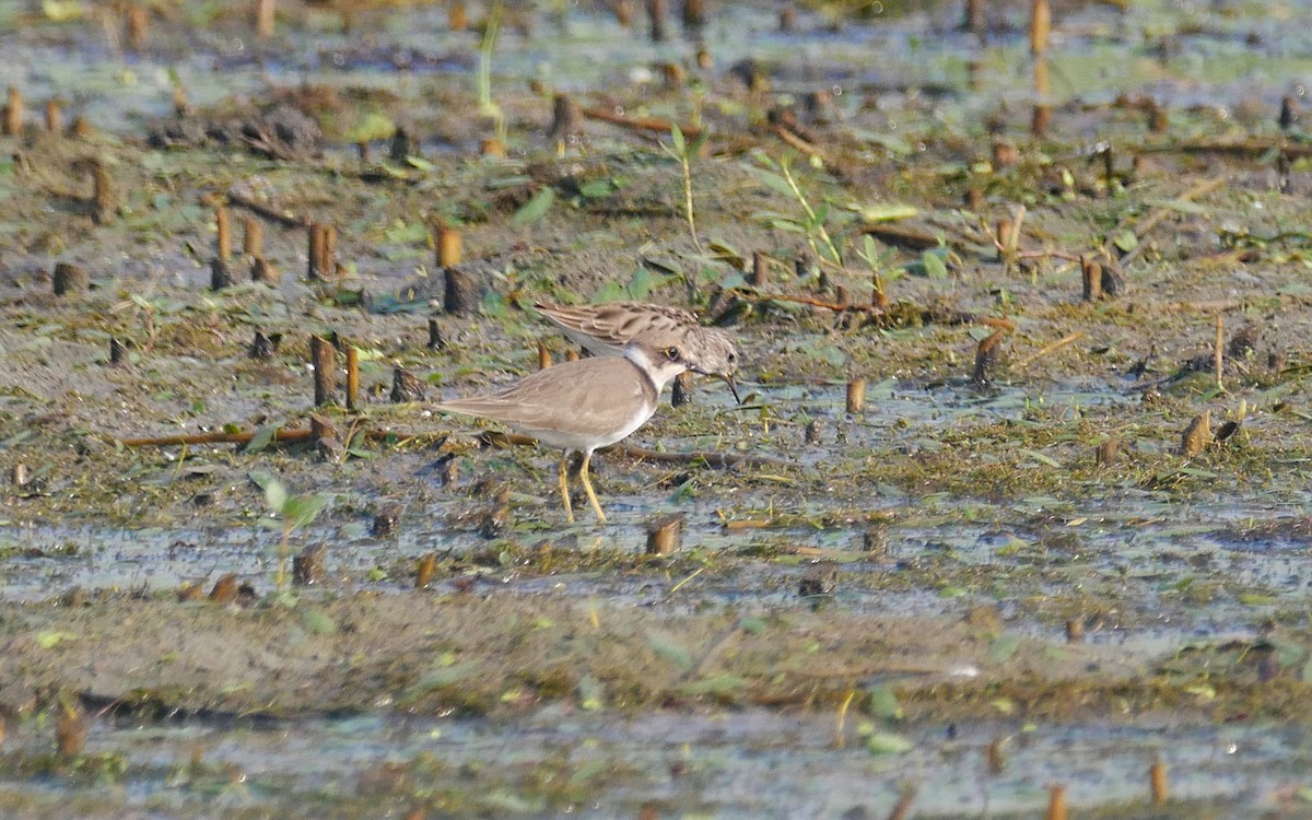 Little Ringed Plover - Sandeep Biswas