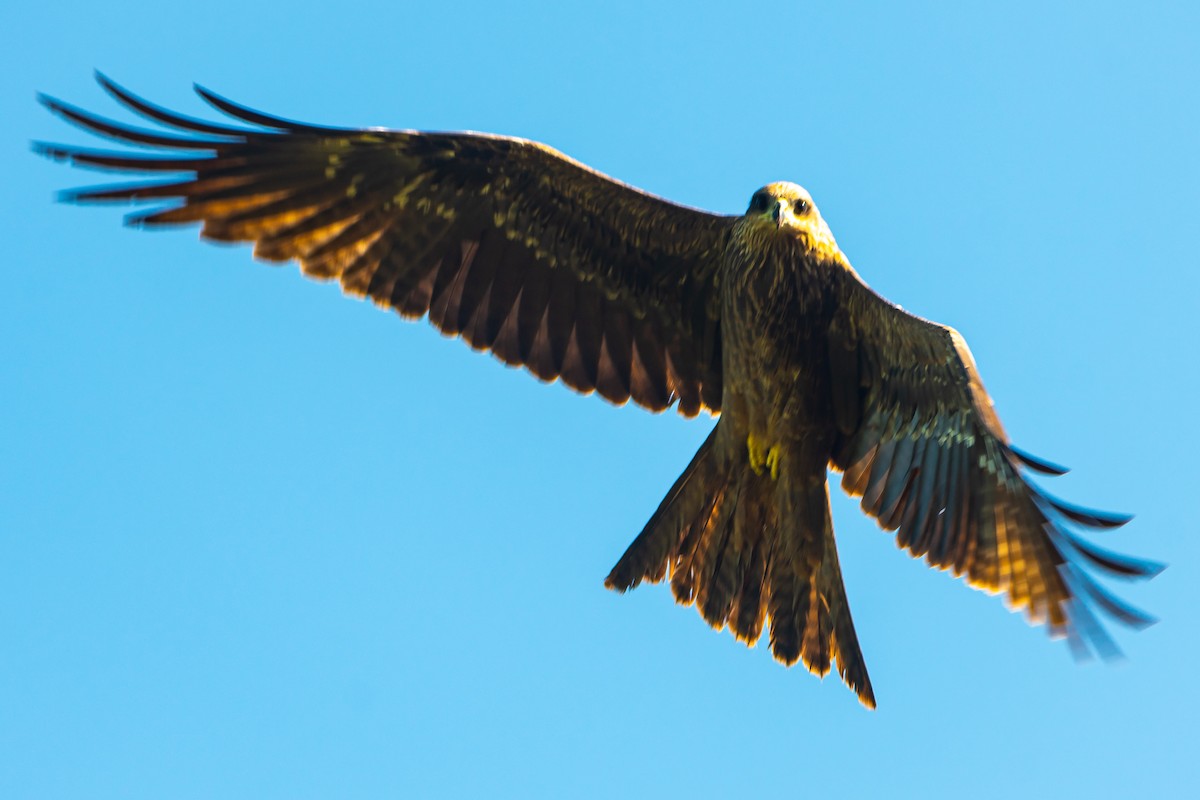 Black Kite (Black-eared) - ML503898581