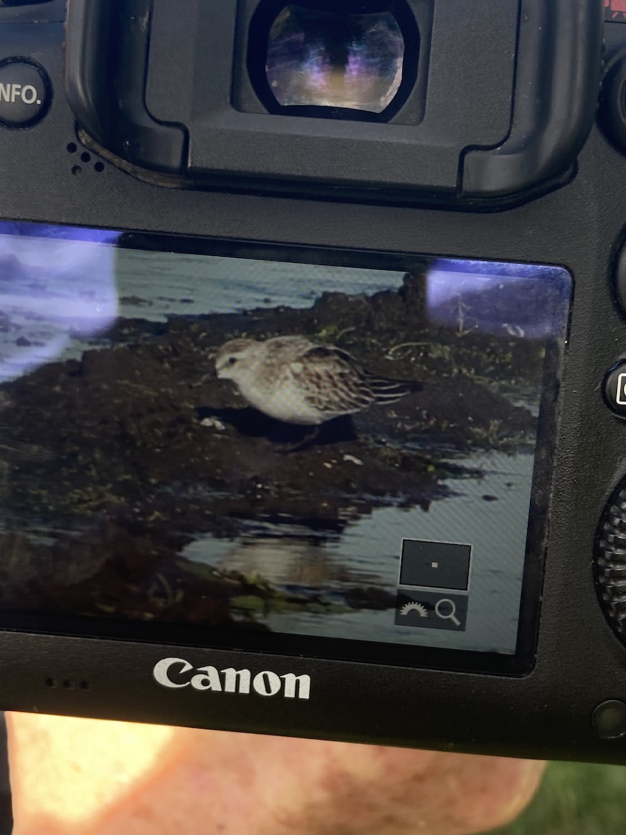 Red-necked Stint - Lachlan Read