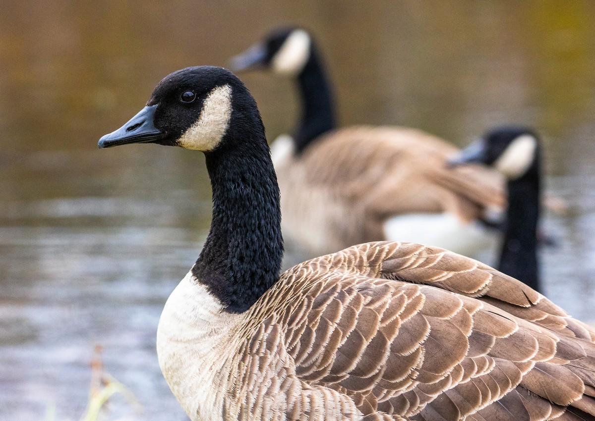 Canada Goose - Arun Christopher Manoharan