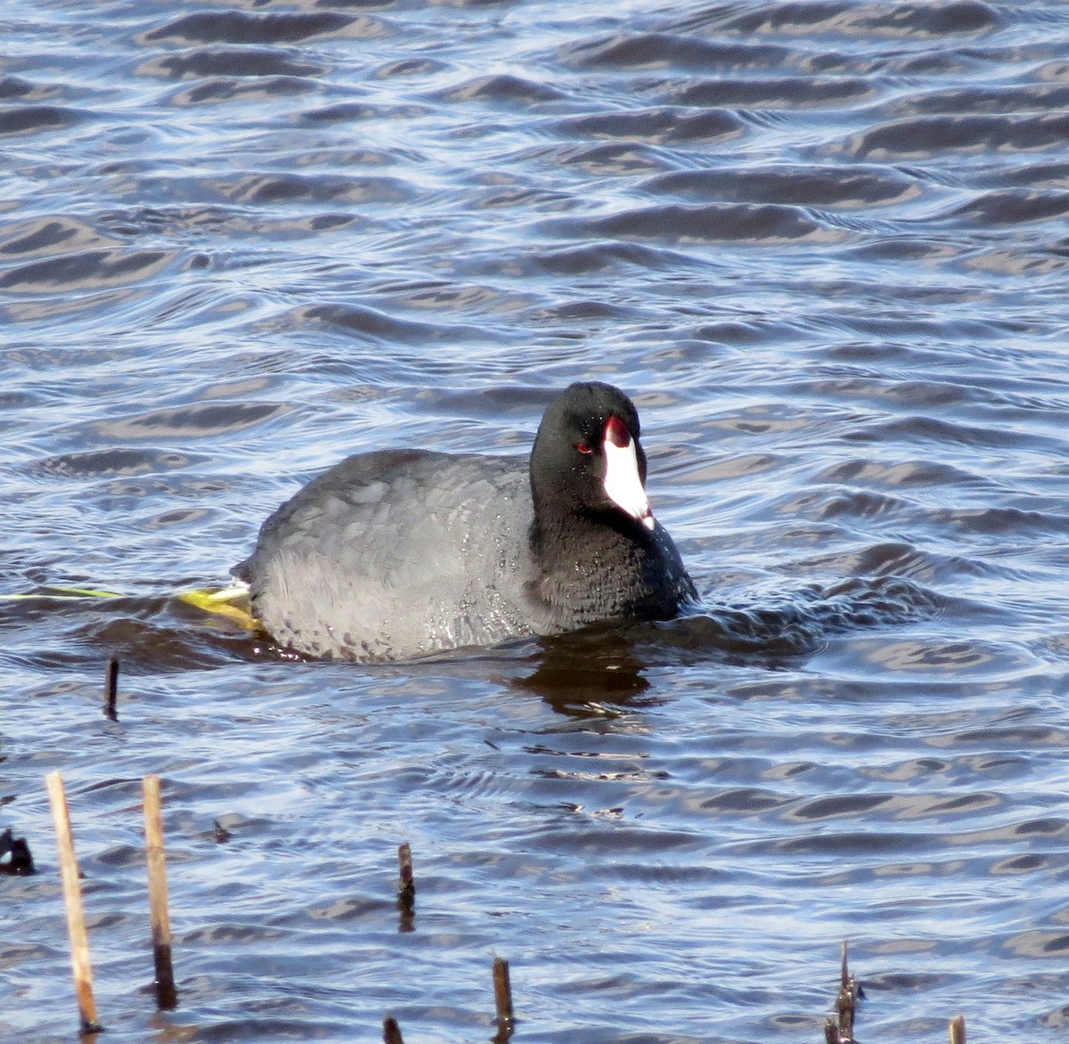 American Coot (Red-shielded) - Joe Sebastiani