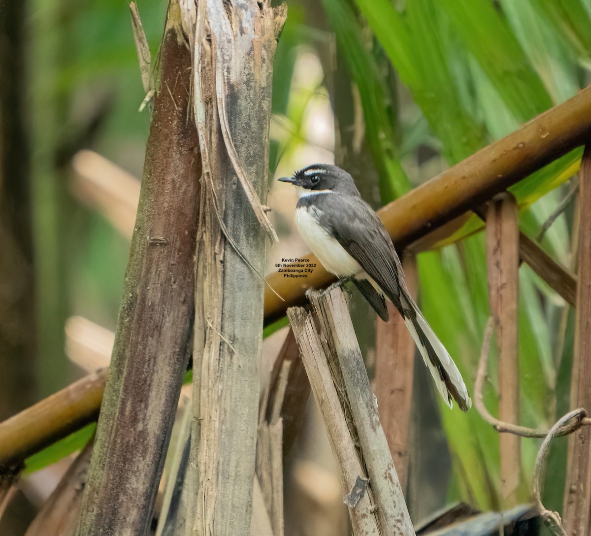 Philippine Pied-Fantail - Kevin Pearce