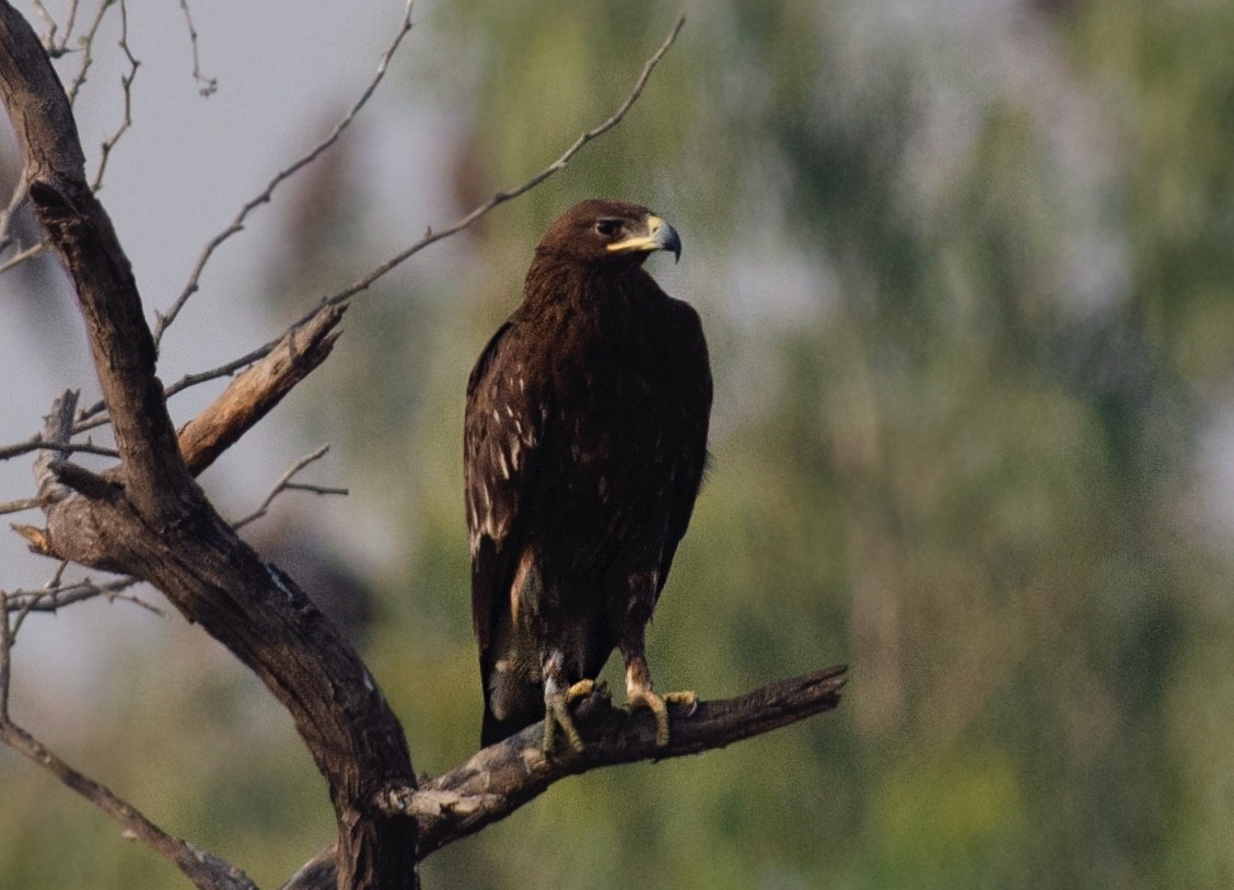 Greater Spotted Eagle - ML503903401