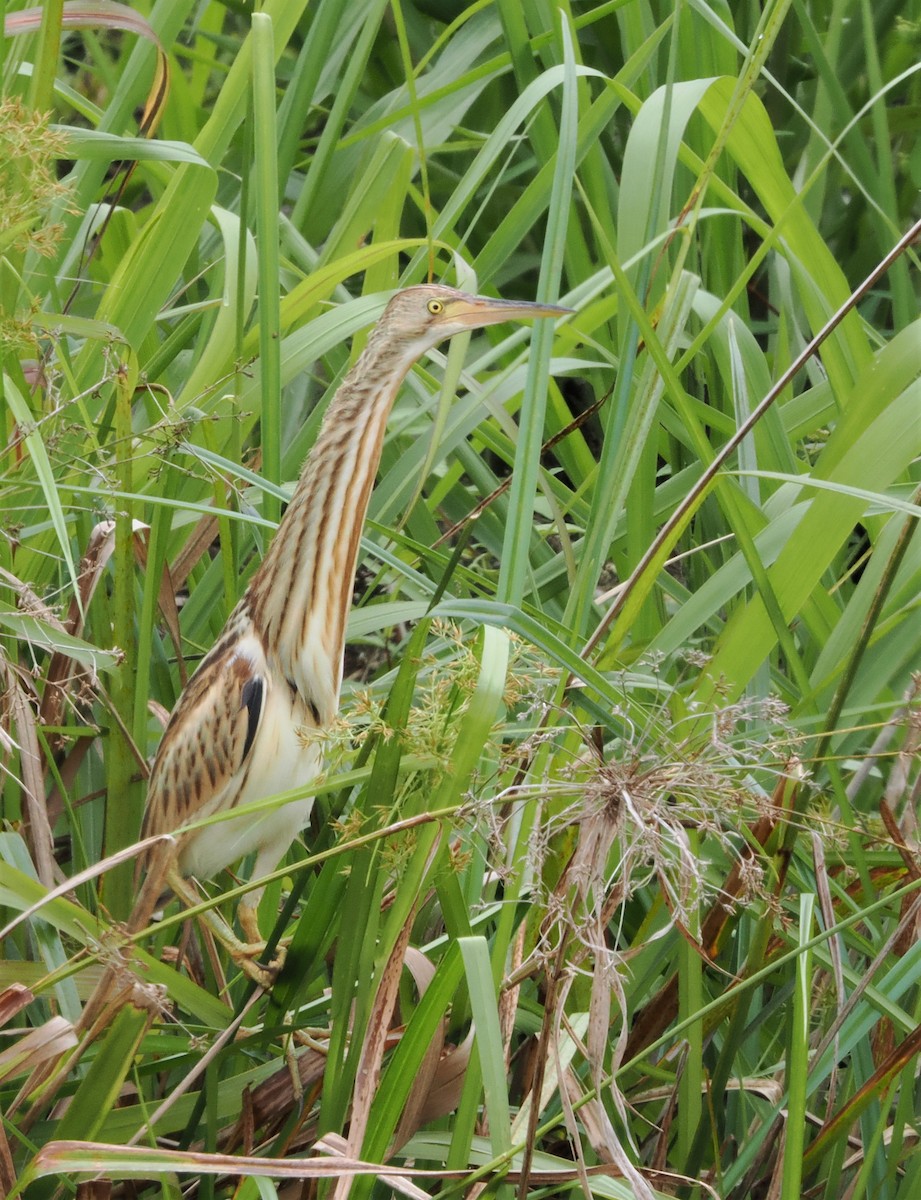 Yellow Bittern - ML503903741