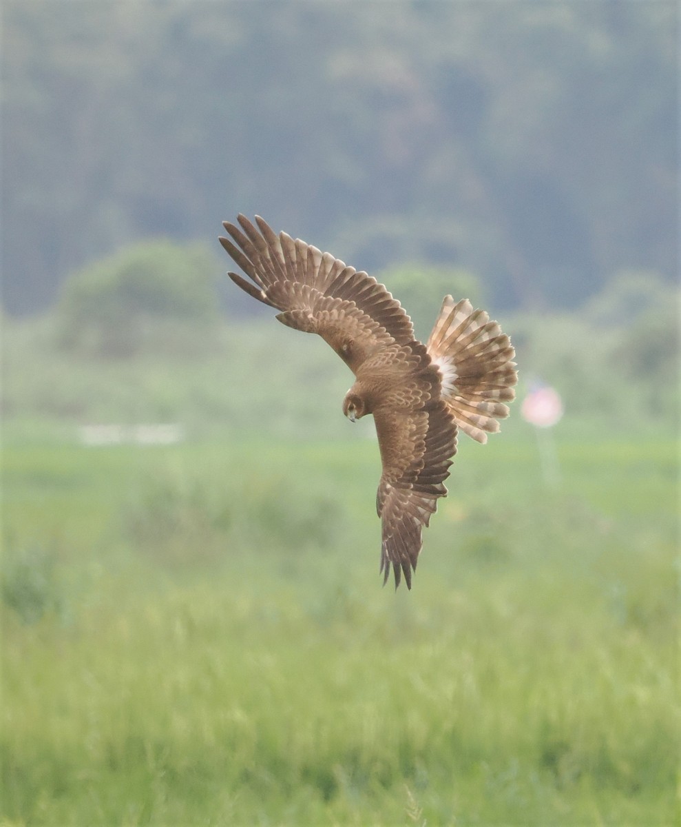 Pied Harrier - ML503903781