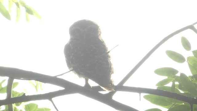 Spotted Owlet - ML503905371