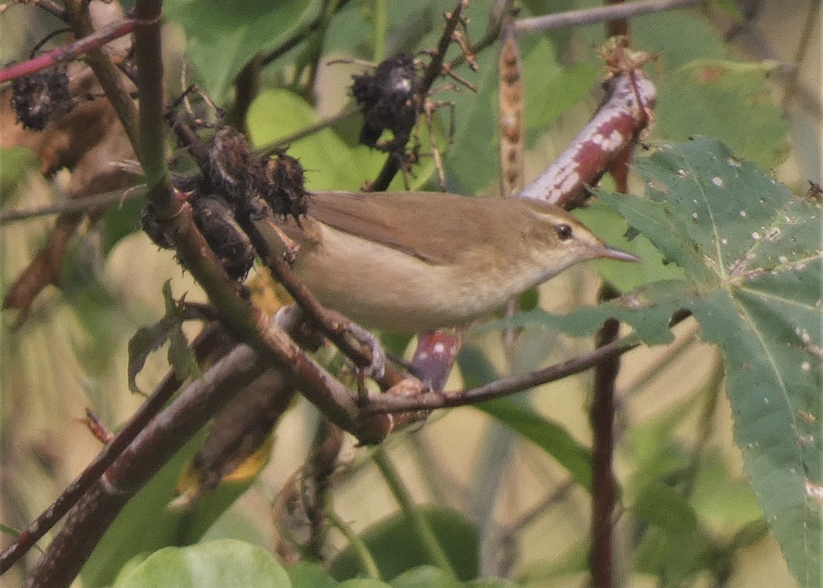 Blyth's Reed Warbler - ML503905611