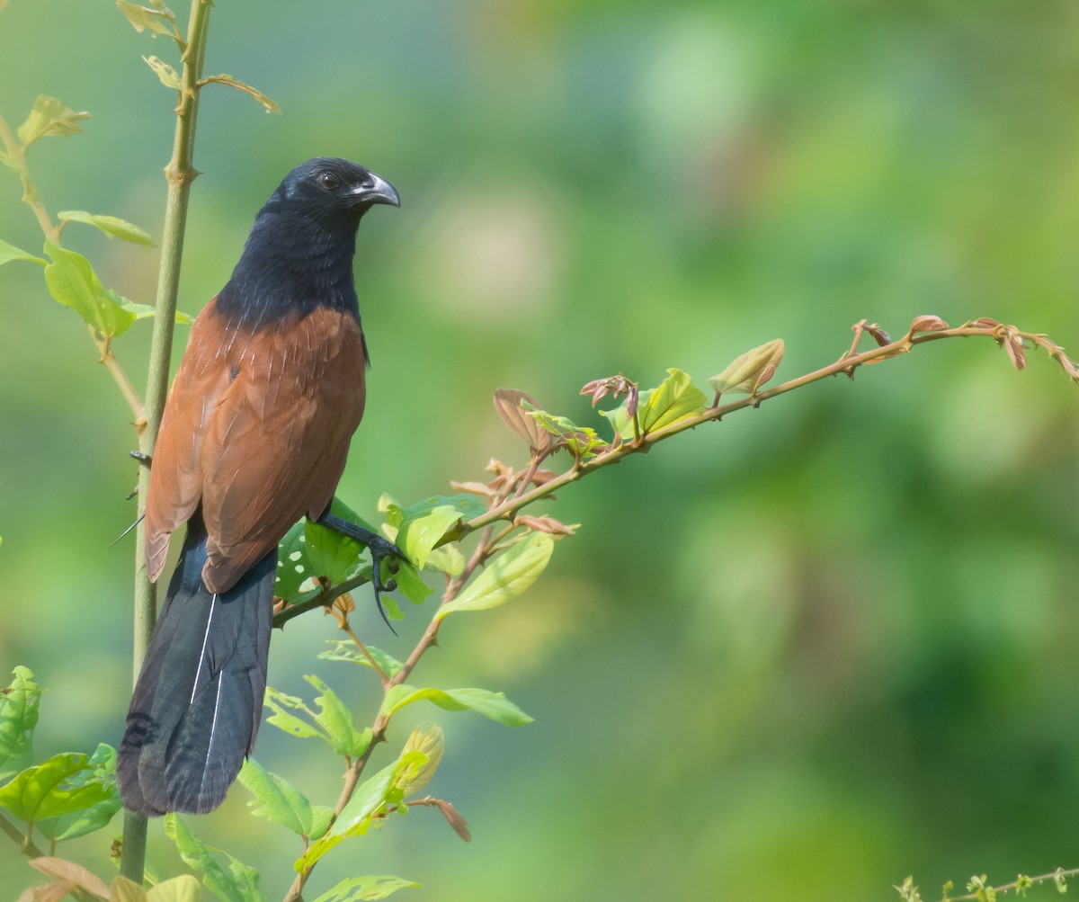 Lesser Coucal - ML503908041