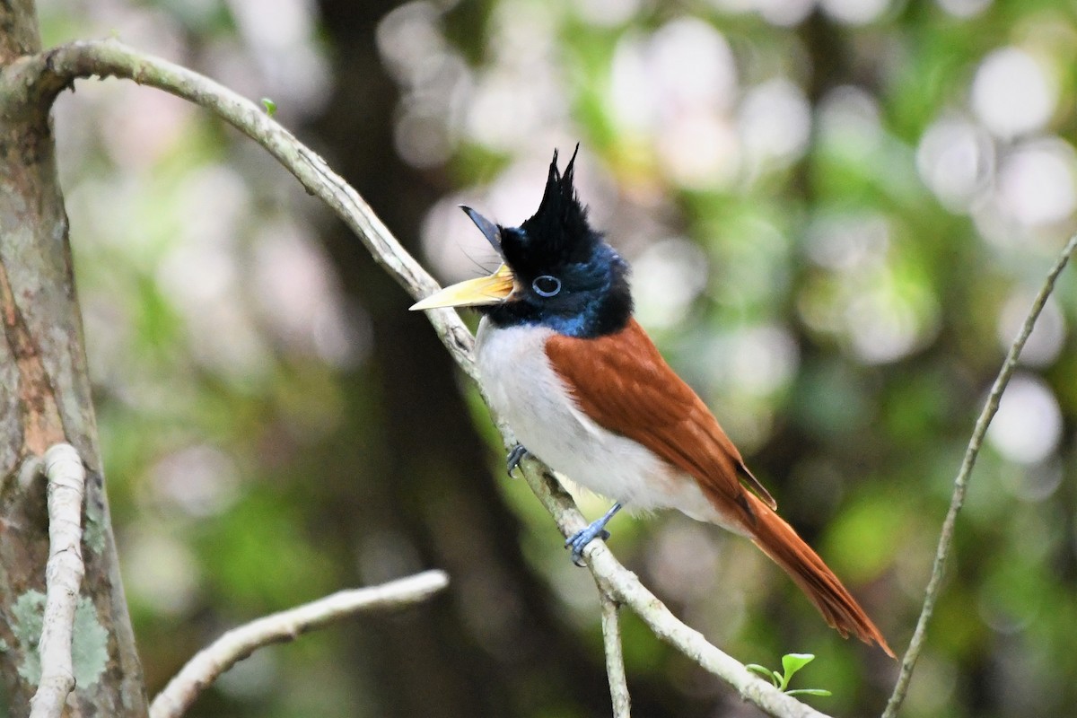 Indian Paradise-Flycatcher - Evelyn Lee