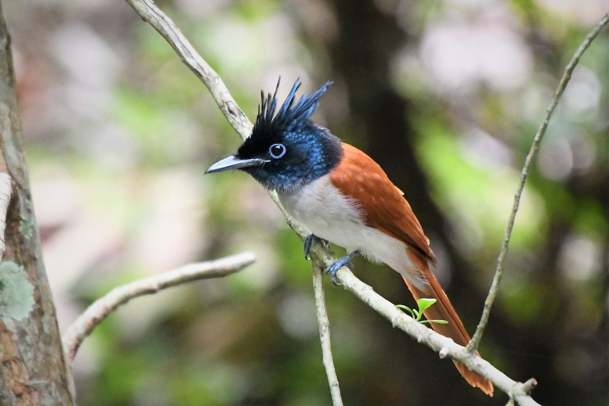 Indian Paradise-Flycatcher - Evelyn Lee