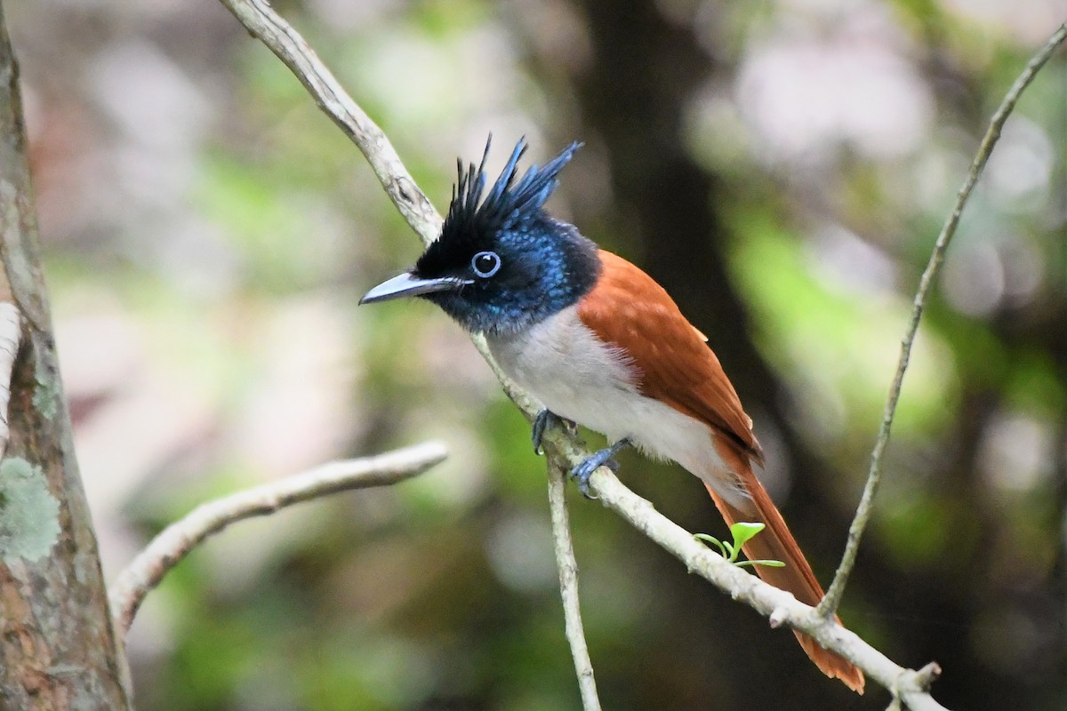 Indian Paradise-Flycatcher - ML503908521